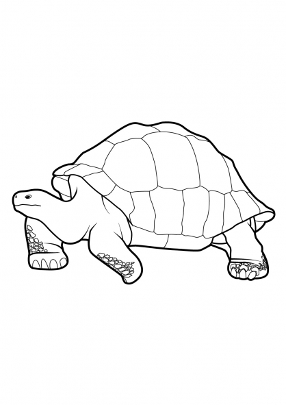 Dibujo para colorear: Tortuga (Animales) #13424 - Dibujos para Colorear e Imprimir Gratis