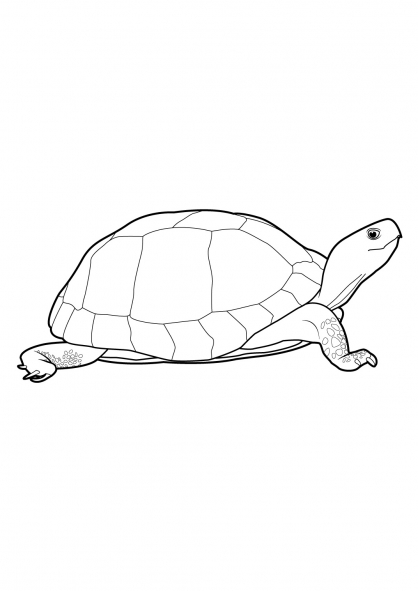 Dibujo para colorear: Tortuga (Animales) #13435 - Dibujos para Colorear e Imprimir Gratis