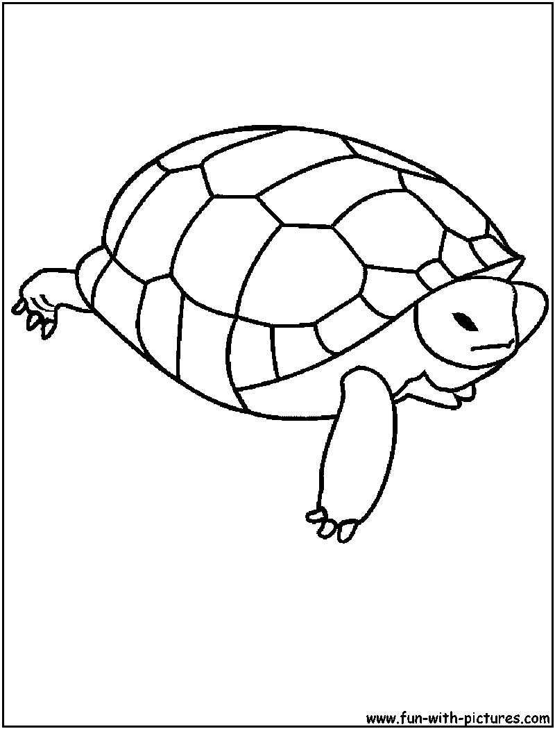 Dibujo para colorear: Tortuga (Animales) #13436 - Dibujos para Colorear e Imprimir Gratis