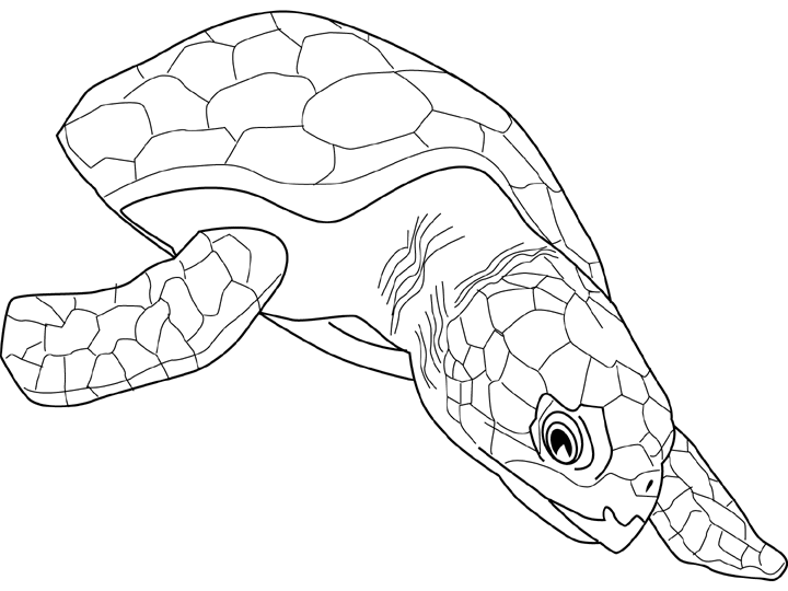 Dibujo para colorear: Tortuga (Animales) #13473 - Dibujos para Colorear e Imprimir Gratis