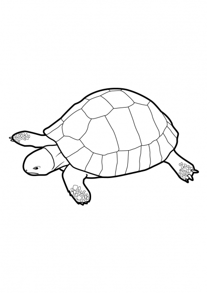 Dibujo para colorear: Tortuga (Animales) #13538 - Dibujos para Colorear e Imprimir Gratis