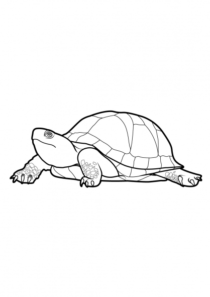 Dibujo para colorear: Tortuga (Animales) #13545 - Dibujos para Colorear e Imprimir Gratis