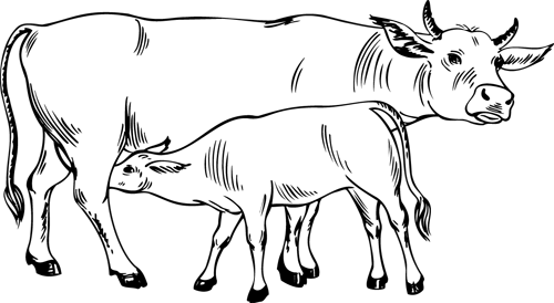 Dibujo para colorear: Vaca (Animales) #13210 - Dibujos para Colorear e Imprimir Gratis