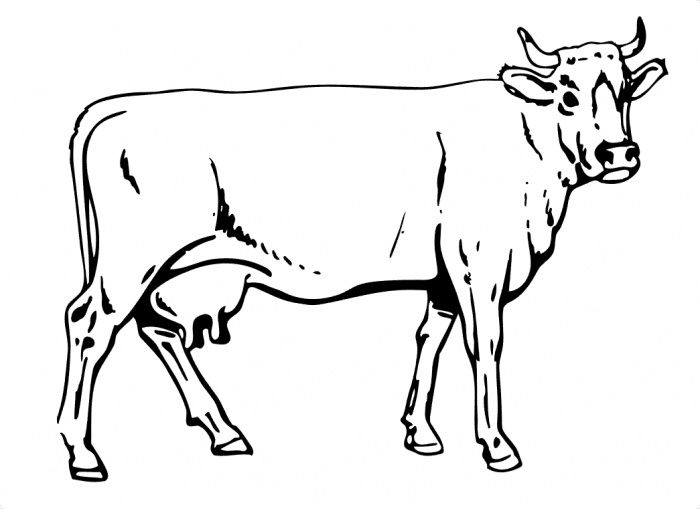 Dibujo para colorear: Vaca (Animales) #13261 - Dibujos para Colorear e Imprimir Gratis