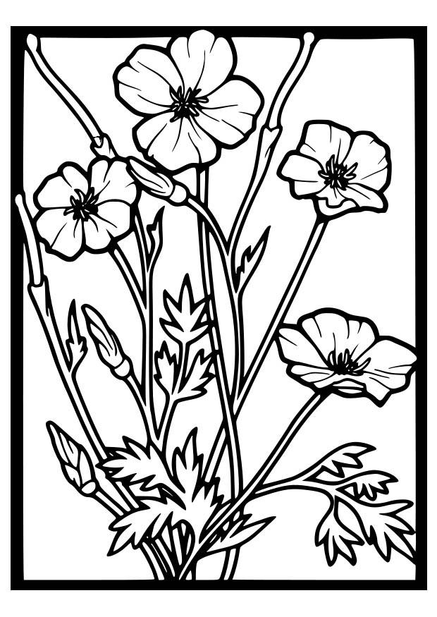 Dibujo para colorear: Amapola (Naturaleza) #162470 - Dibujos para Colorear e Imprimir Gratis