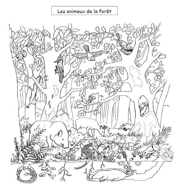 Dibujo para colorear: Bosque (Naturaleza) #157010 - Dibujos para Colorear e Imprimir Gratis