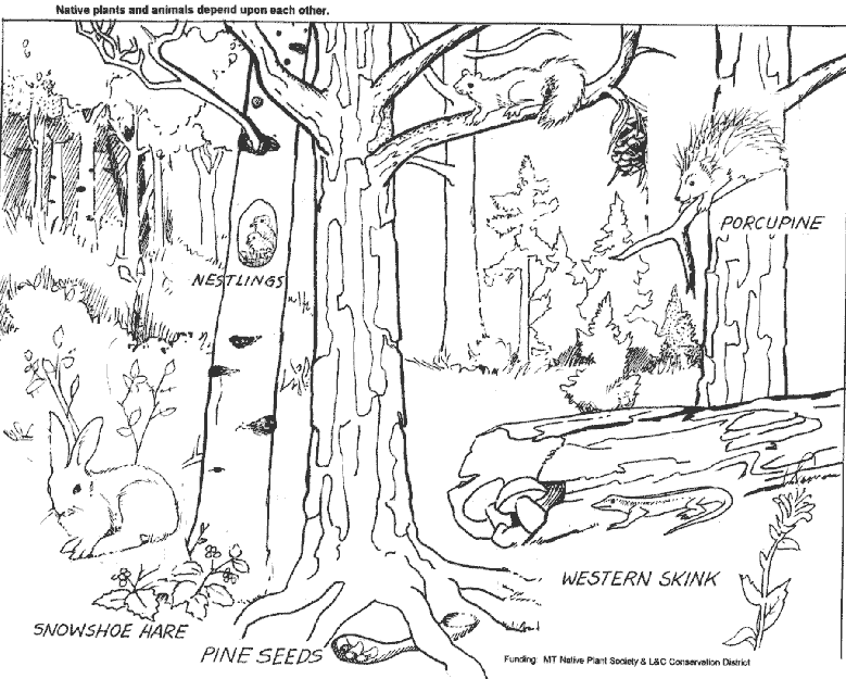 Dibujo para colorear: Bosque (Naturaleza) #157021 - Dibujos para Colorear e Imprimir Gratis