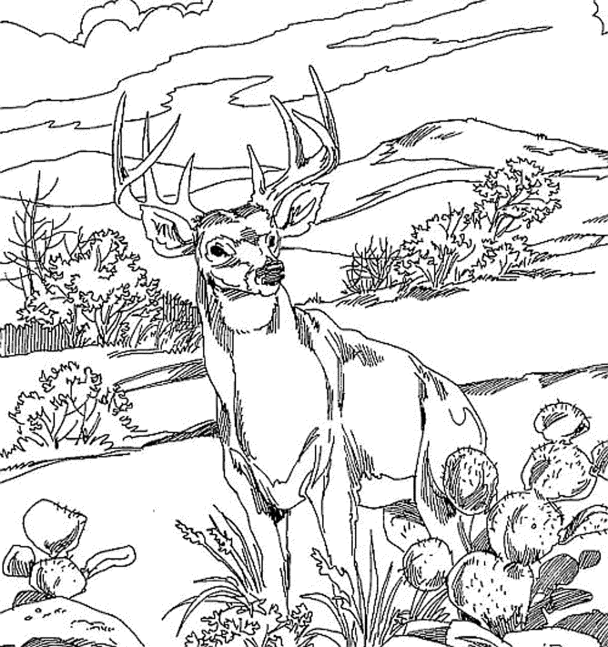 Dibujo para colorear: Bosque (Naturaleza) #157212 - Dibujos para Colorear e Imprimir Gratis