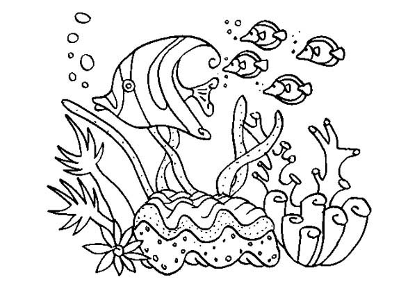 Dibujo para colorear: Coral (Naturaleza) #162895 - Dibujos para Colorear e Imprimir Gratis