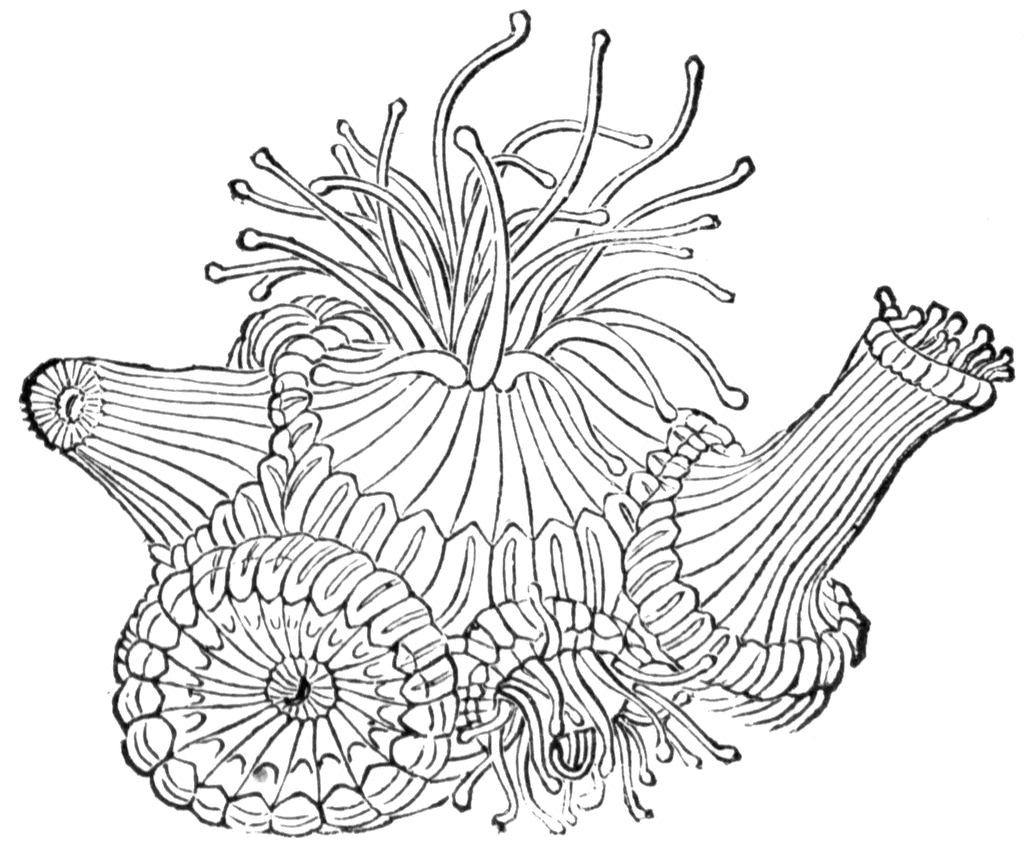 Dibujo para colorear: Coral (Naturaleza) #162964 - Dibujos para Colorear e Imprimir Gratis