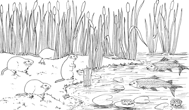 Dibujo para colorear: Lago (Naturaleza) #166123 - Dibujos para Colorear e Imprimir Gratis