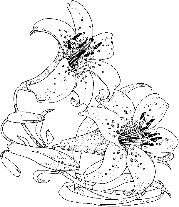 Dibujo para colorear: Ramo de flores (Naturaleza) #160834 - Dibujos para Colorear e Imprimir Gratis