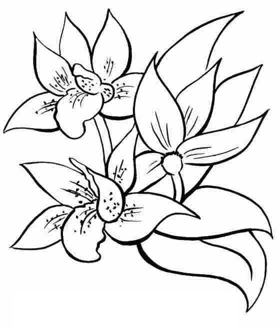 Dibujo para colorear: Ramo de flores (Naturaleza) #160860 - Dibujos para Colorear e Imprimir Gratis