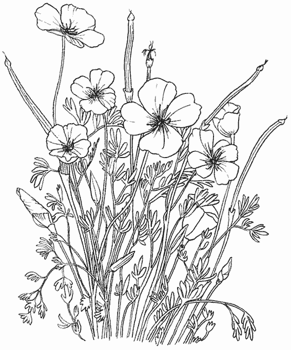 Dibujo para colorear: Ramo de flores (Naturaleza) #160928 - Dibujos para Colorear e Imprimir Gratis