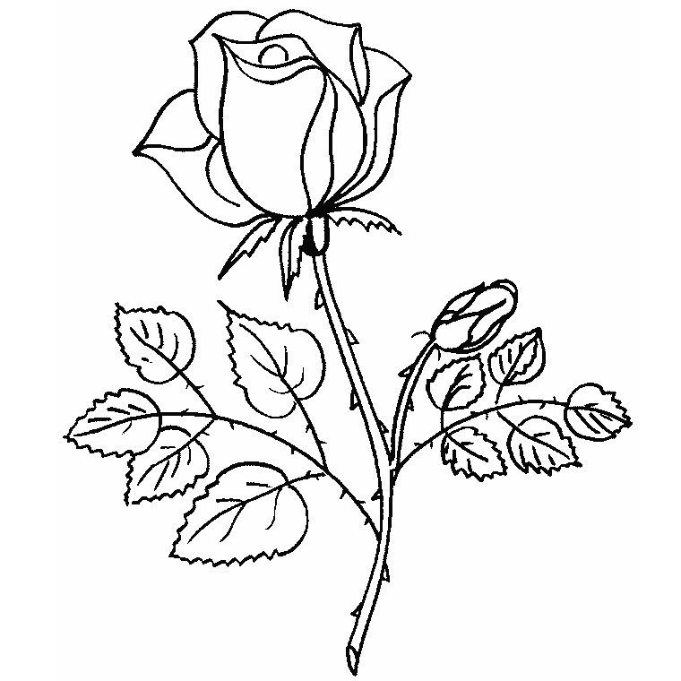 Dibujo para colorear: Rosas (Naturaleza) #161867 - Dibujos para Colorear e Imprimir Gratis