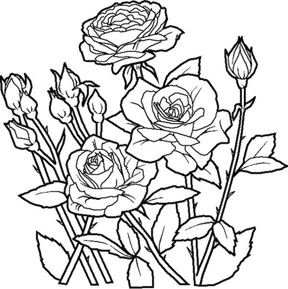 Dibujo para colorear: Rosas (Naturaleza) #161888 - Dibujos para Colorear e Imprimir Gratis