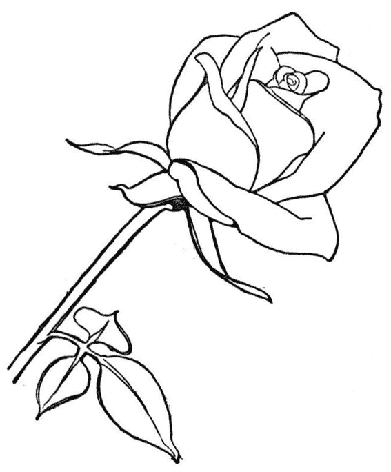 Dibujo para colorear: Rosas (Naturaleza) #161906 - Dibujos para Colorear e Imprimir Gratis
