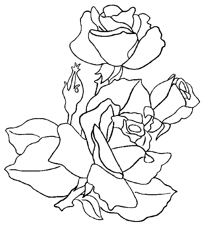 Dibujo para colorear: Rosas (Naturaleza) #161908 - Dibujos para Colorear e Imprimir Gratis