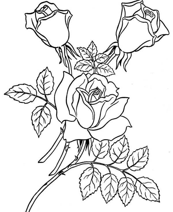 Dibujo para colorear: Rosas (Naturaleza) #161918 - Dibujos para Colorear e Imprimir Gratis