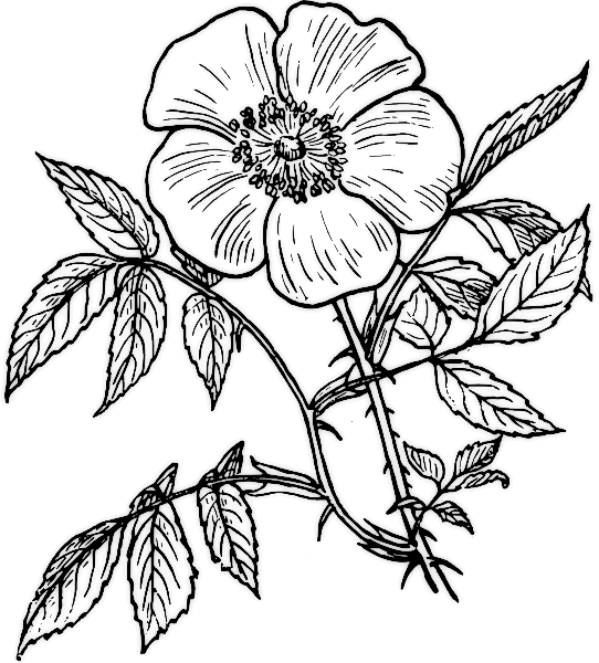 Dibujo para colorear: Rosas (Naturaleza) #161921 - Dibujos para Colorear e Imprimir Gratis