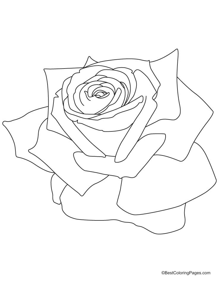 Dibujo para colorear: Rosas (Naturaleza) #161938 - Dibujos para Colorear e Imprimir Gratis