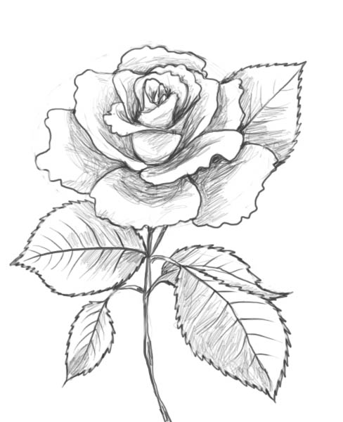 Dibujo para colorear: Rosas (Naturaleza) #161955 - Dibujos para Colorear e Imprimir Gratis