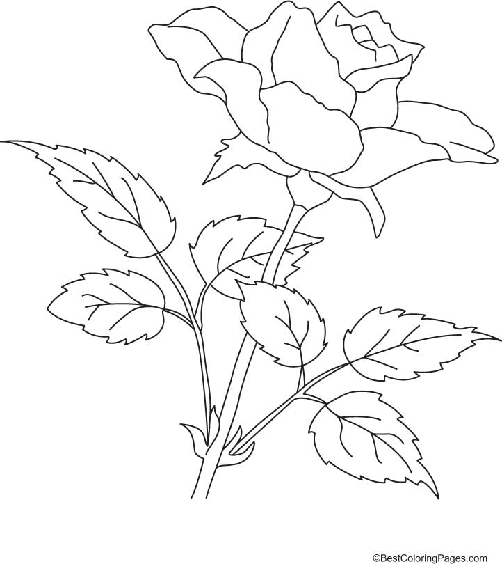Dibujo para colorear: Rosas (Naturaleza) #161964 - Dibujos para Colorear e Imprimir Gratis