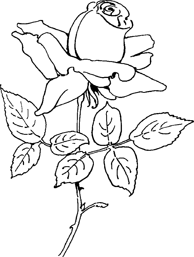 Dibujo para colorear: Rosas (Naturaleza) #161981 - Dibujos para Colorear e Imprimir Gratis