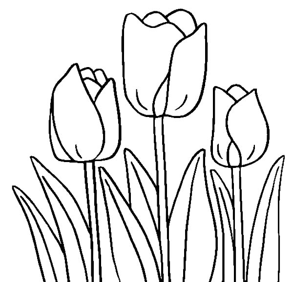 Dibujo para colorear: Tulipán (Naturaleza) #161701 - Dibujos para Colorear e Imprimir Gratis