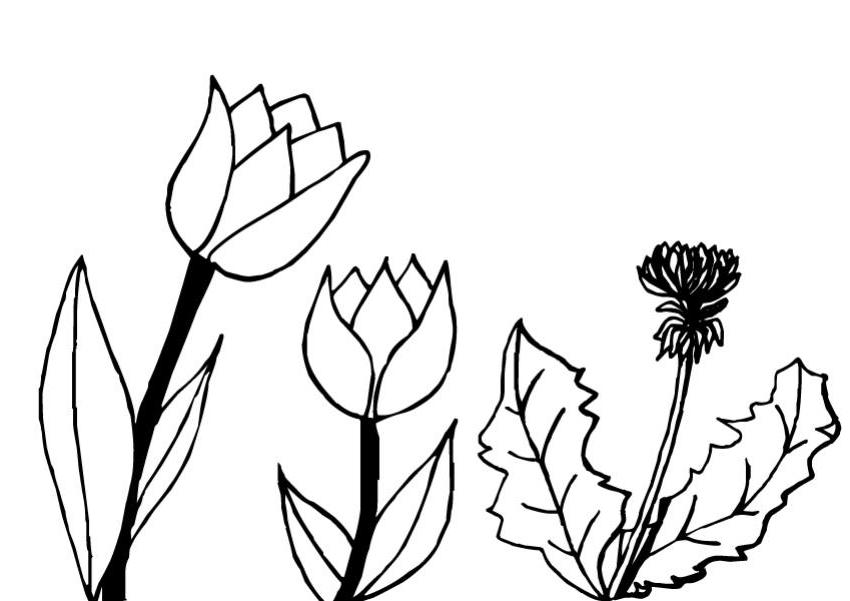 Dibujo para colorear: Tulipán (Naturaleza) #161713 - Dibujos para Colorear e Imprimir Gratis