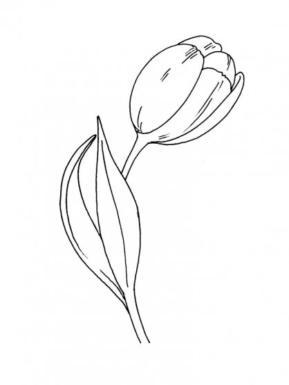 Dibujo para colorear: Tulipán (Naturaleza) #161732 - Dibujos para Colorear e Imprimir Gratis