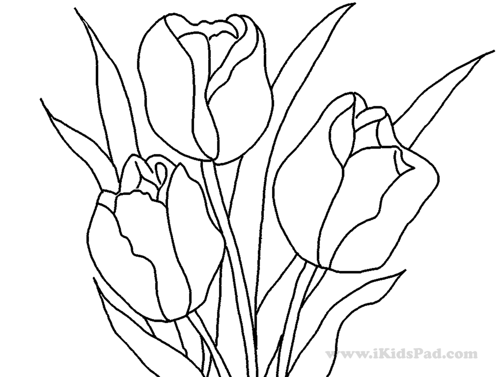 Dibujo para colorear: Tulipán (Naturaleza) #161768 - Dibujos para Colorear e Imprimir Gratis