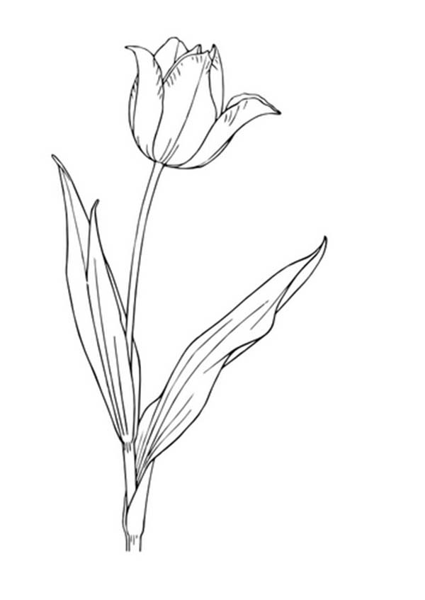 Dibujo para colorear: Tulipán (Naturaleza) #161787 - Dibujos para Colorear e Imprimir Gratis