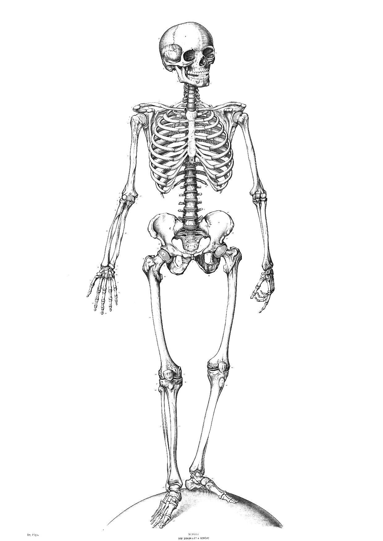 Dibujo para colorear: Esqueleto (Personajes) #147410 - Dibujos para Colorear e Imprimir Gratis