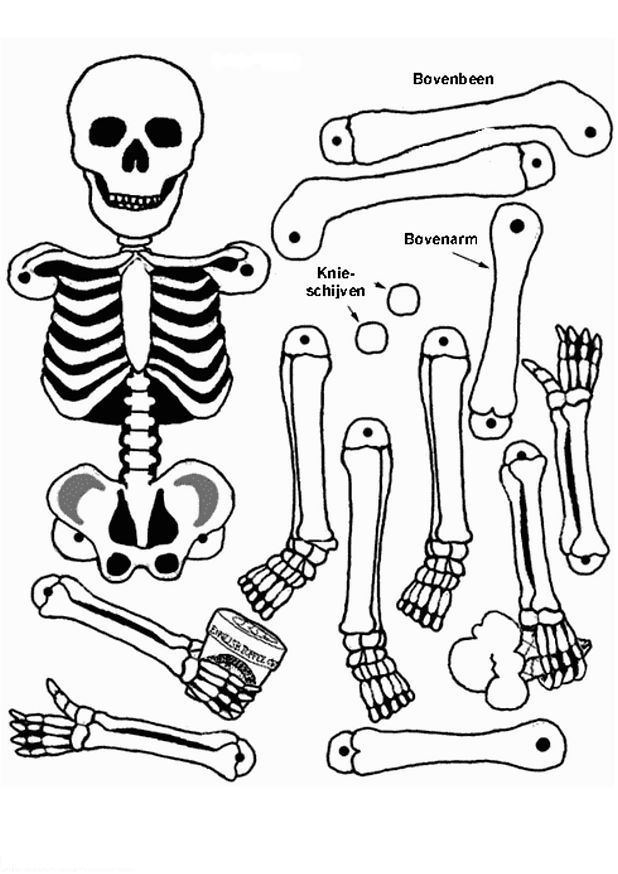 Dibujo para colorear: Esqueleto (Personajes) #147419 - Dibujos para Colorear e Imprimir Gratis