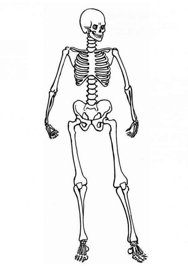 Dibujo para colorear: Esqueleto (Personajes) #147428 - Dibujos para Colorear e Imprimir Gratis