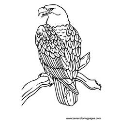 Dibujo para colorear: Águila (Animales) #279 - Dibujos para Colorear e Imprimir Gratis