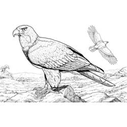 Dibujo para colorear: Águila (Animales) #283 - Dibujos para Colorear e Imprimir Gratis