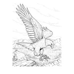 Dibujo para colorear: Águila (Animales) #296 - Dibujos para Colorear e Imprimir Gratis