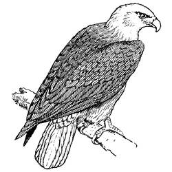 Dibujo para colorear: Águila (Animales) #298 - Dibujos para Colorear e Imprimir Gratis