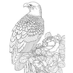Dibujo para colorear: Águila (Animales) #304 - Dibujos para Colorear e Imprimir Gratis
