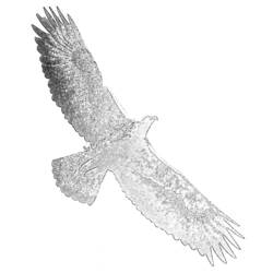 Dibujo para colorear: Águila (Animales) #321 - Dibujos para Colorear e Imprimir Gratis