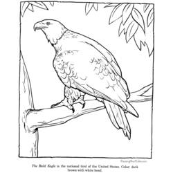 Dibujo para colorear: Águila (Animales) #362 - Dibujos para Colorear e Imprimir Gratis