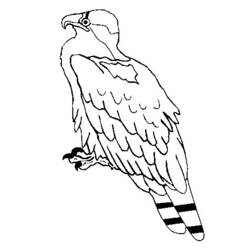 Dibujo para colorear: Águila (Animales) #373 - Dibujos para Colorear e Imprimir Gratis