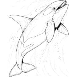 Dibujo para colorear: Animales marinos (Animales) #22102 - Dibujos para Colorear e Imprimir Gratis