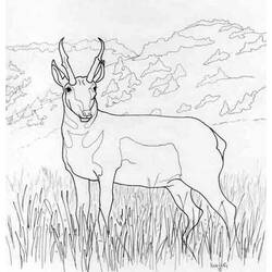 Dibujo para colorear: Antílope (Animales) #22586 - Dibujos para Colorear e Imprimir Gratis