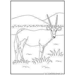Dibujo para colorear: Antílope (Animales) #22587 - Dibujos para Colorear e Imprimir Gratis