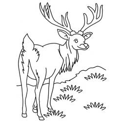 Dibujo para colorear: Antílope (Animales) #22603 - Dibujos para Colorear e Imprimir Gratis