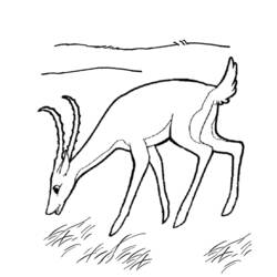 Dibujo para colorear: Antílope (Animales) #22633 - Dibujos para Colorear e Imprimir Gratis