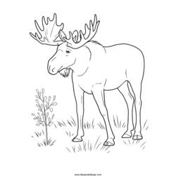 Dibujo para colorear: Antílope (Animales) #22644 - Dibujos para Colorear e Imprimir Gratis